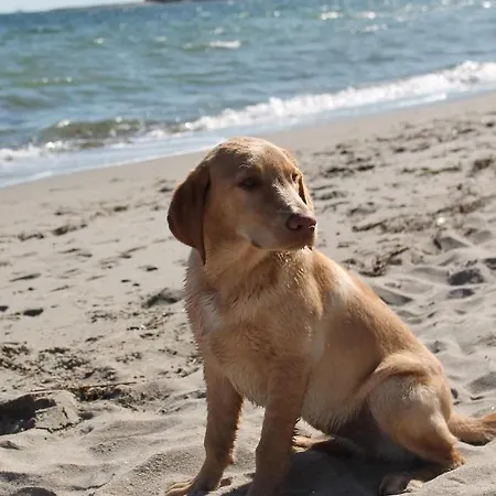 Daire Forsthaus Wendt *