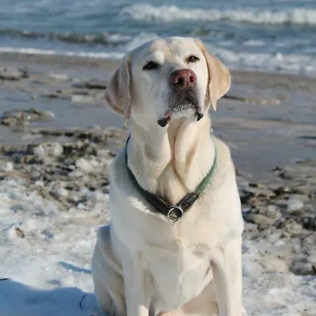 Forsthaus Wendt Daire