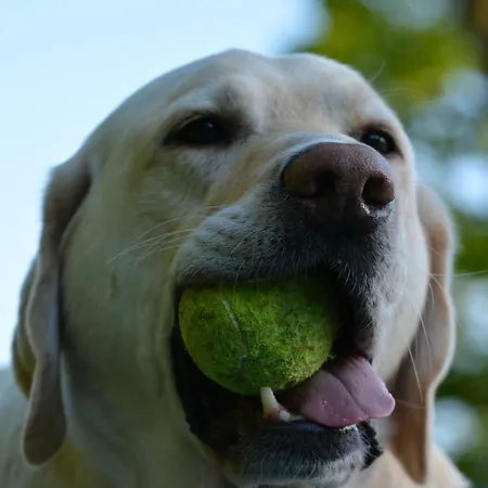 Daire Forsthaus Wendt Timmendorfer Strand