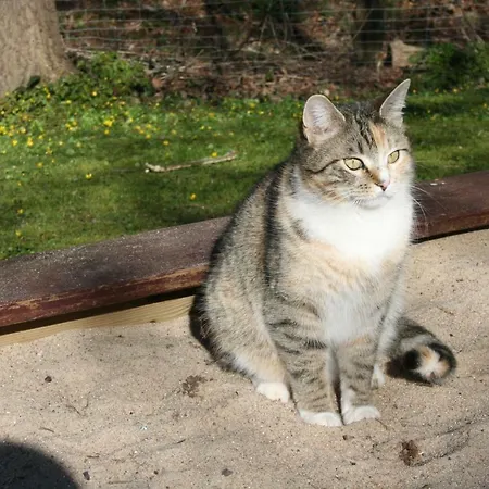 Daire Forsthaus Wendt *